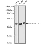 Western Blot - Anti-PD1 Antibody (A87674) - Antibodies.com