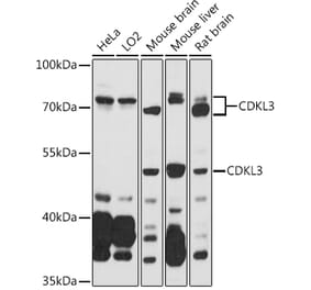 Western Blot - Anti-NKIAMRE Antibody (A87675) - Antibodies.com