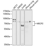 Western Blot - Anti-MeCP2 Antibody (A87676) - Antibodies.com