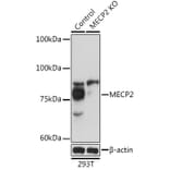 Western Blot - Anti-MeCP2 Antibody (A87676) - Antibodies.com