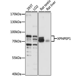 Western Blot - Anti-XPNPEP1 Antibody (A87680) - Antibodies.com