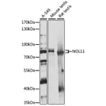 Western Blot - Anti-NOL11 Antibody (A87681) - Antibodies.com