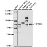 Western Blot - Anti-ZNF131 Antibody (A87682) - Antibodies.com