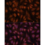 Immunofluorescence - Anti-ZNF131 Antibody (A87682) - Antibodies.com