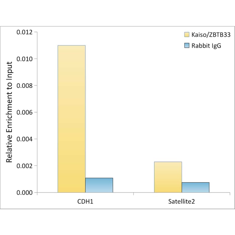 ChImmunoprecipitation - Anti-KAISO Antibody (A87683) - Antibodies.com