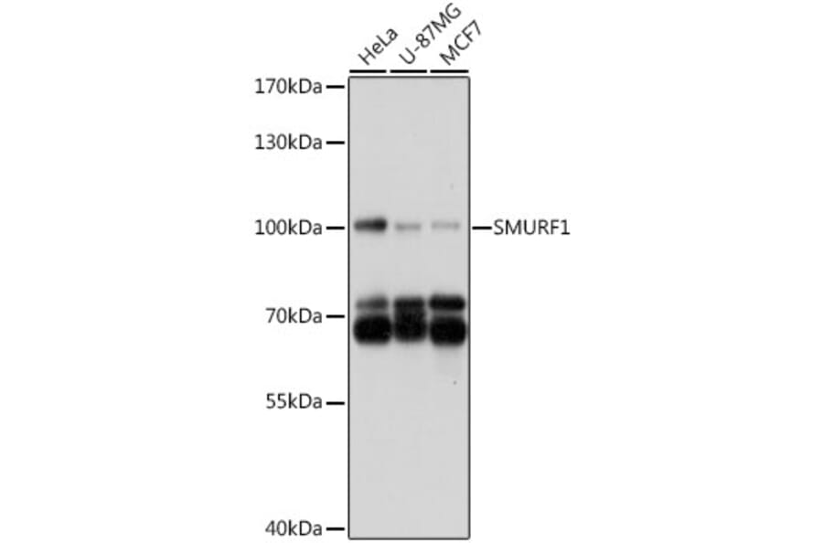 Western Blot - Anti-SMURF1 Antibody (A16559) - Antibodies.com