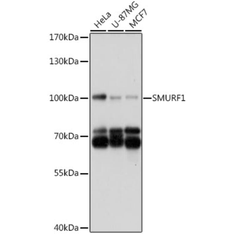 Western Blot - Anti-SMURF1 Antibody (A16559) - Antibodies.com