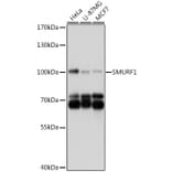 Western Blot - Anti-SMURF1 Antibody (A16559) - Antibodies.com