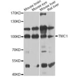 Western Blot - Anti-TMC1 Antibody (A12609) - Antibodies.com