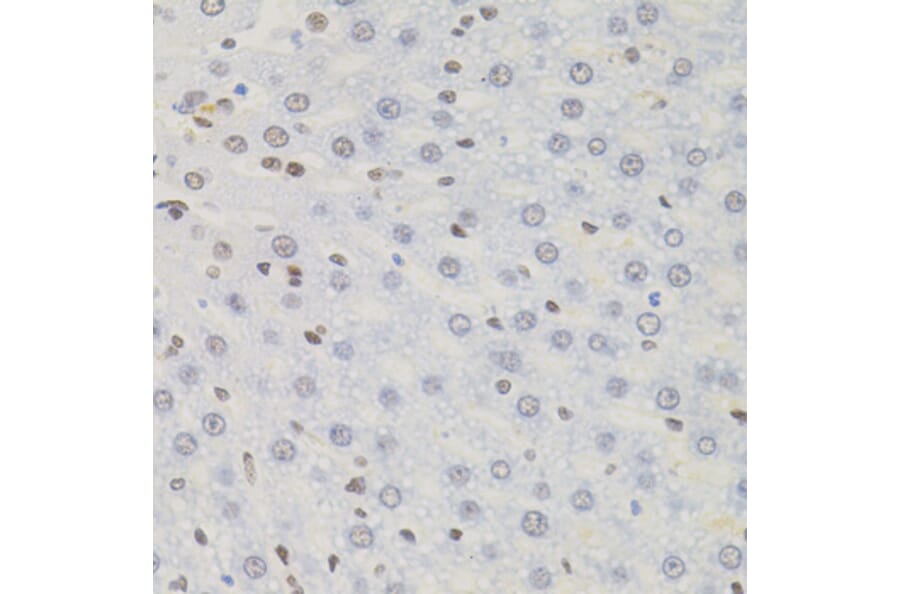 Immunohistochemistry - Anti-AKAP 95 Antibody (A87687) - Antibodies.com