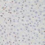 Immunohistochemistry - Anti-AKAP 95 Antibody (A87687) - Antibodies.com