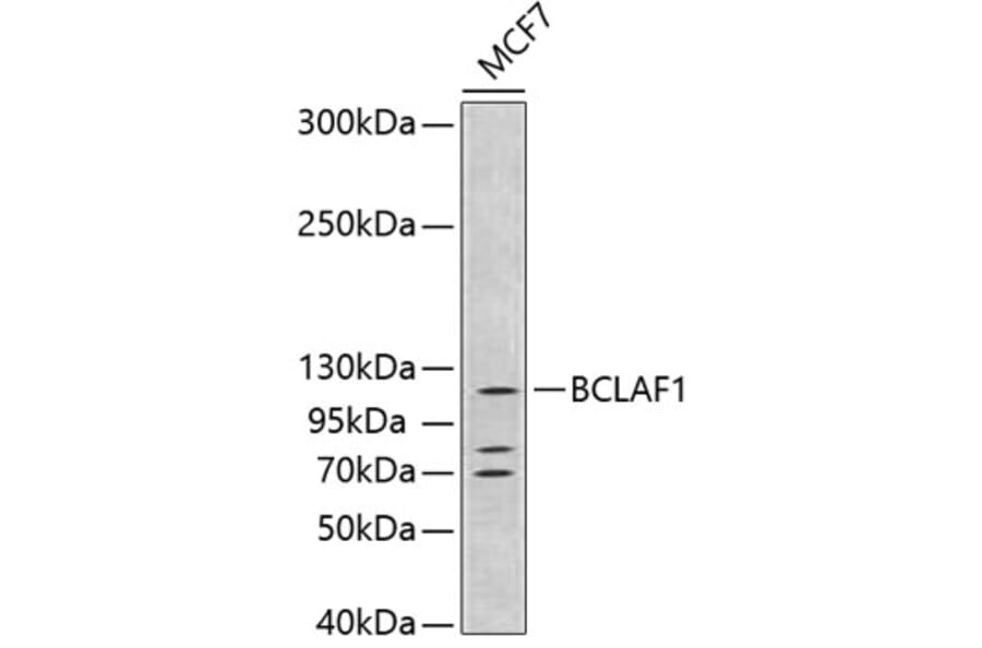 Western Blot - Anti-BCLAF1 Antibody (A15234) - Antibodies.com