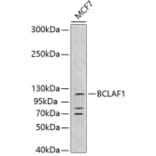 Western Blot - Anti-BCLAF1 Antibody (A15234) - Antibodies.com