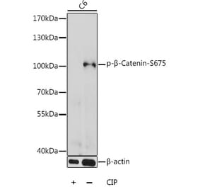 Western Blot - Anti-beta Catenin (phospho Ser675) Antibody (A87689) - Antibodies.com