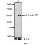 Western Blot - Anti-beta Catenin (phospho Ser675) Antibody (A87689) - Antibodies.com