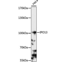 Western Blot - Anti-Importin 13 Antibody (A87691) - Antibodies.com