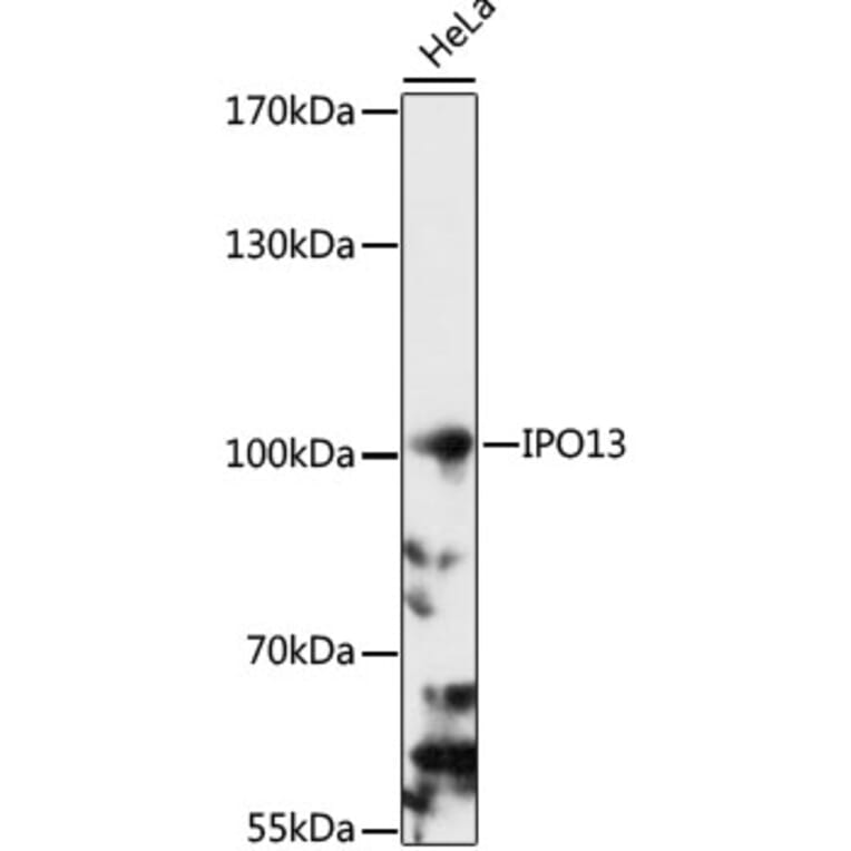 Western Blot - Anti-Importin 13 Antibody (A87691) - Antibodies.com