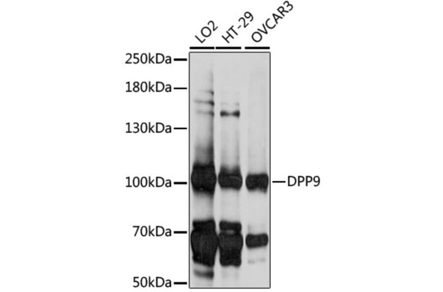 Western Blot - Anti-DPP9 Antibody (A87692) - Antibodies.com
