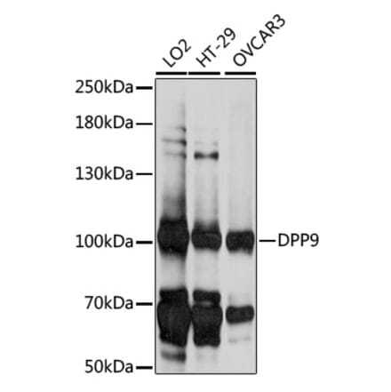 Western Blot - Anti-DPP9 Antibody (A87692) - Antibodies.com