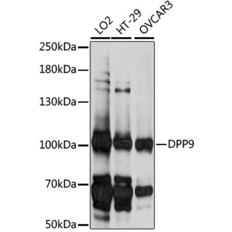 Western Blot - Anti-DPP9 Antibody (A87692) - Antibodies.com