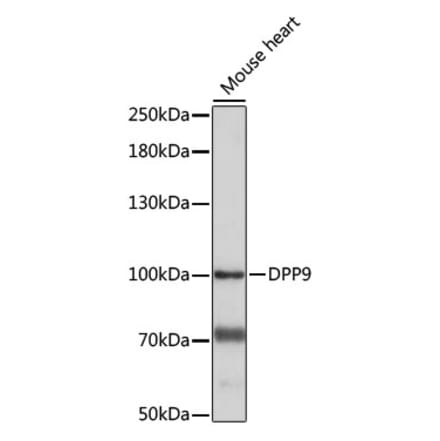 Western Blot - Anti-DPP9 Antibody (A87693) - Antibodies.com