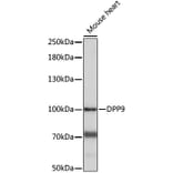 Western Blot - Anti-DPP9 Antibody (A87693) - Antibodies.com