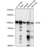 Western Blot - Anti-EPS8 Antibody (A87694) - Antibodies.com