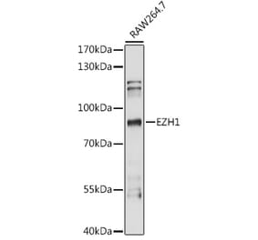 Western Blot - Anti-EZH1 Antibody (A87699) - Antibodies.com