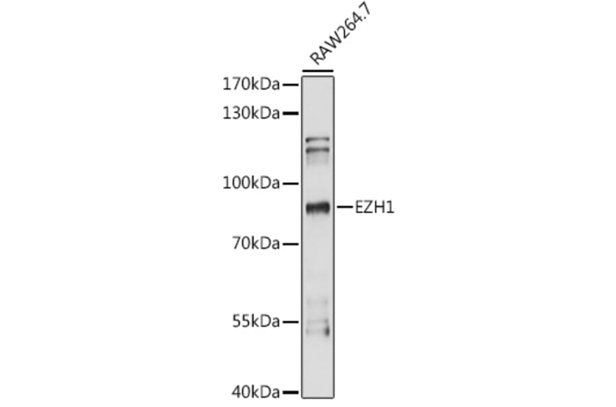 Western Blot - Anti-EZH1 Antibody (A87699) - Antibodies.com