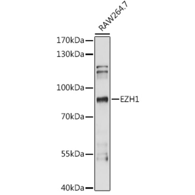 Western Blot - Anti-EZH1 Antibody (A87699) - Antibodies.com