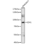 Western Blot - Anti-EZH1 Antibody (A87699) - Antibodies.com