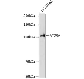 Western Blot - Anti-ATG9A Antibody (A87700) - Antibodies.com