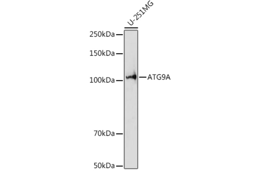 Western Blot - Anti-ATG9A Antibody (A87700) - Antibodies.com