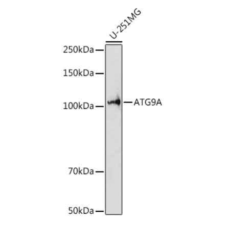 Western Blot - Anti-ATG9A Antibody (A87700) - Antibodies.com