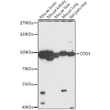 Western Blot - Anti-COG4 Antibody (A87707) - Antibodies.com