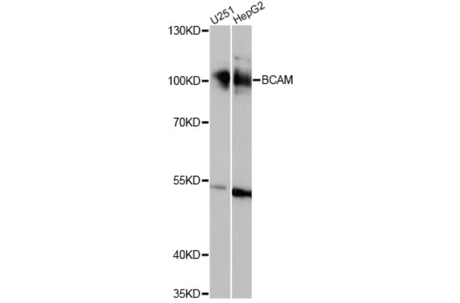 Western Blot - Anti-BCAM Antibody (A14748) - Antibodies.com