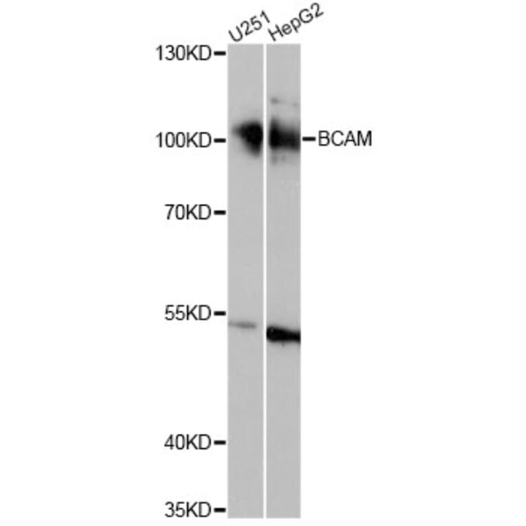 Western Blot - Anti-BCAM Antibody (A14748) - Antibodies.com