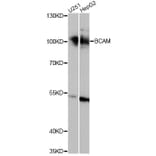 Western Blot - Anti-BCAM Antibody (A14748) - Antibodies.com