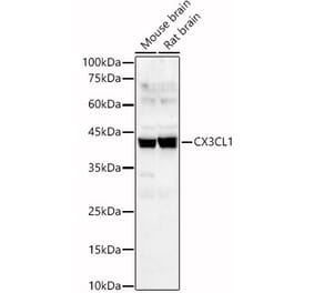 Western Blot - Anti-CX3CL1 Antibody (A87711) - Antibodies.com
