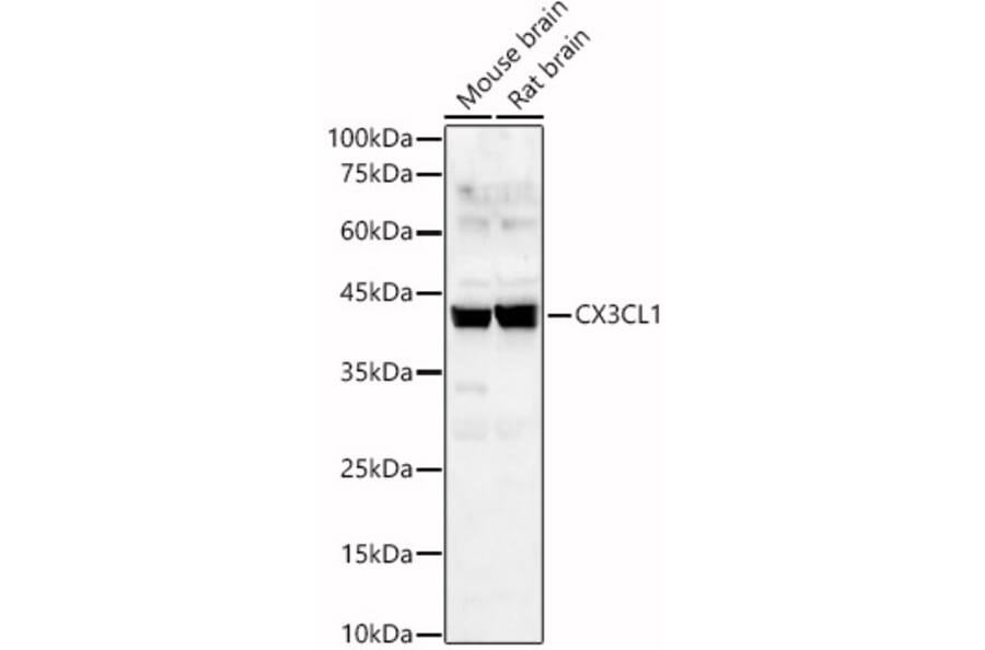 Western Blot - Anti-CX3CL1 Antibody (A87711) - Antibodies.com