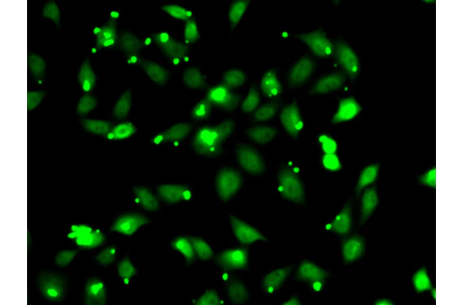 Immunofluorescence - Anti-C1S Antibody (A13675) - Antibodies.com