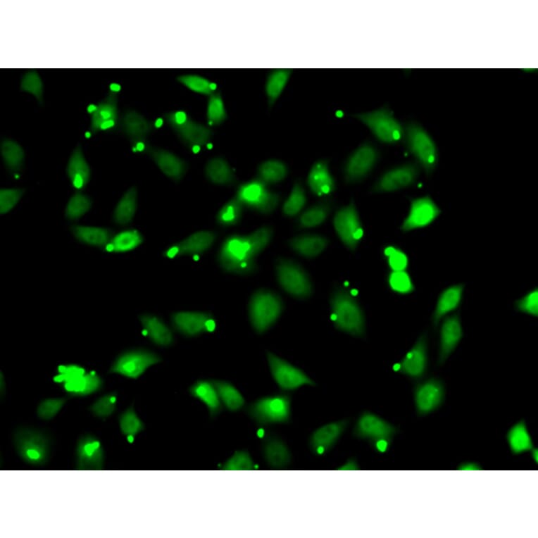 Immunofluorescence - Anti-C1S Antibody (A13675) - Antibodies.com
