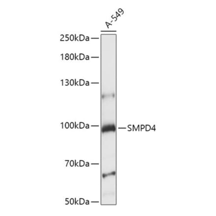 Western Blot - Anti-nSMase-3 Antibody (A87716) - Antibodies.com