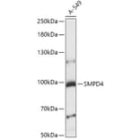 Western Blot - Anti-nSMase-3 Antibody (A87716) - Antibodies.com