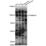 Western Blot - Anti-TGFBRAP1 Antibody (A14386) - Antibodies.com