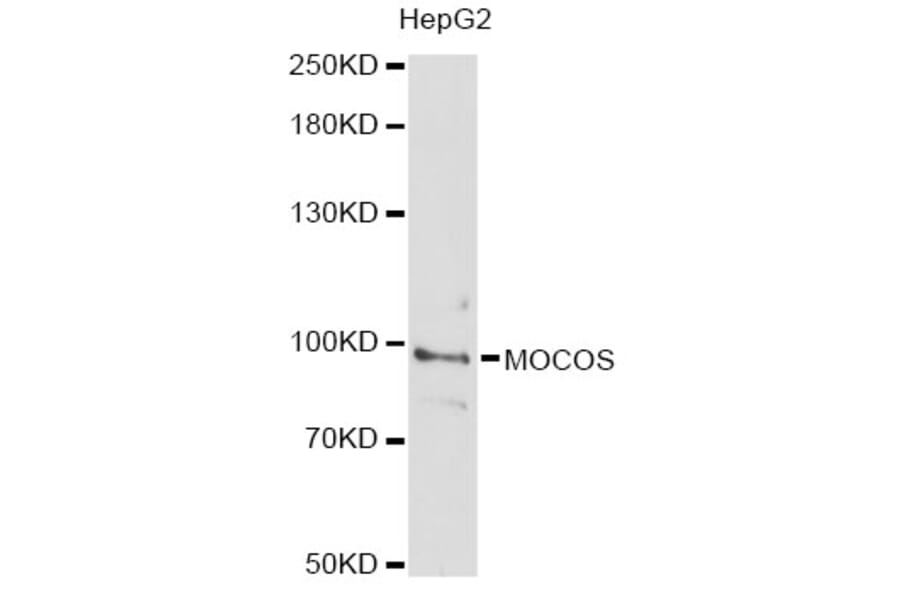 Western Blot - Anti-MOCOS Antibody (A14343) - Antibodies.com