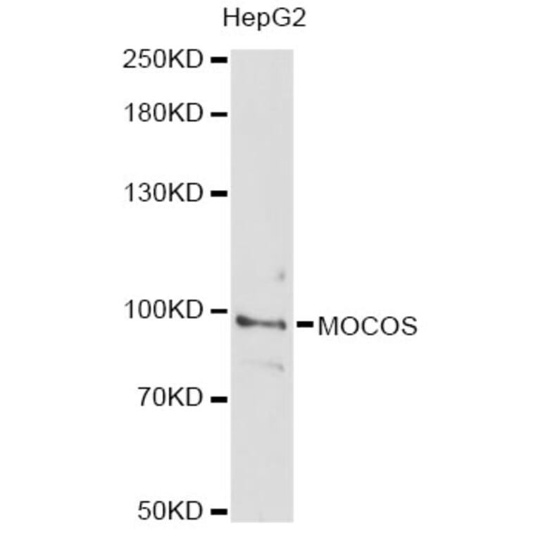 Western Blot - Anti-MOCOS Antibody (A14343) - Antibodies.com