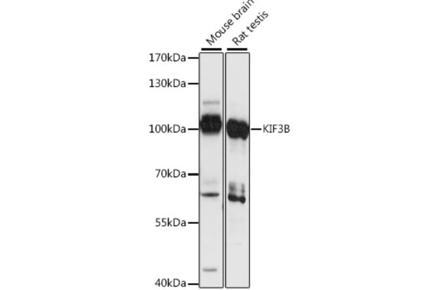 Western Blot - Anti-KIF3B Antibody (A87721) - Antibodies.com