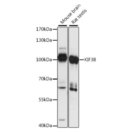 Western Blot - Anti-KIF3B Antibody (A87721) - Antibodies.com