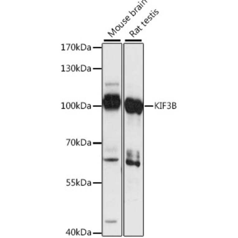 Western Blot - Anti-KIF3B Antibody (A87721) - Antibodies.com